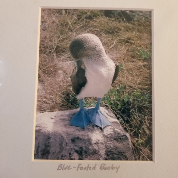S.J. Staiger signed Blue footed Booby bird photo Galapagos - Picture 3 of 7